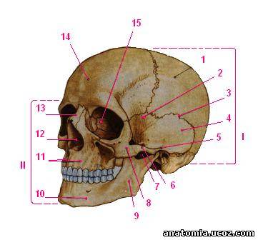Кости черепа, OSSA CAPITIS