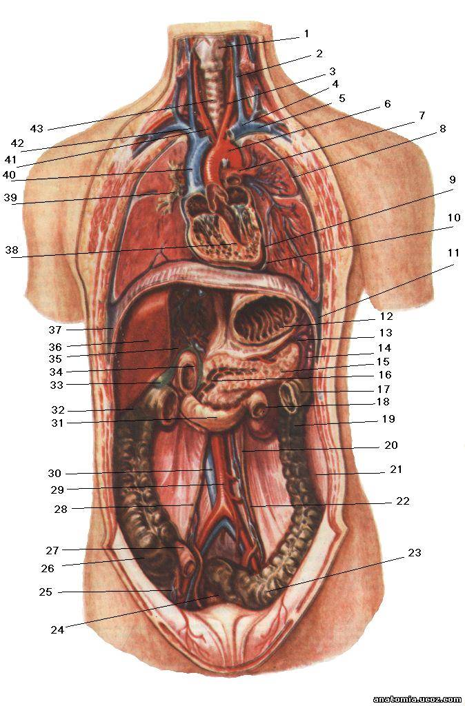 Фото строение человека внутренние органы фото с надписями мужчины