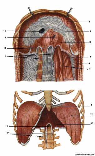 Диафрагма (diaphragma) и мышцы задней стенки брюшной полости - MUSCULI