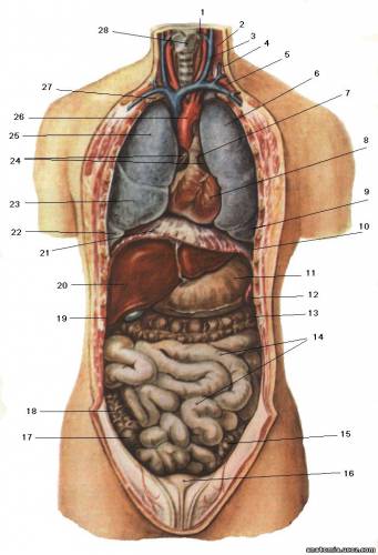 Внутренности брюшной полости - VISCERA