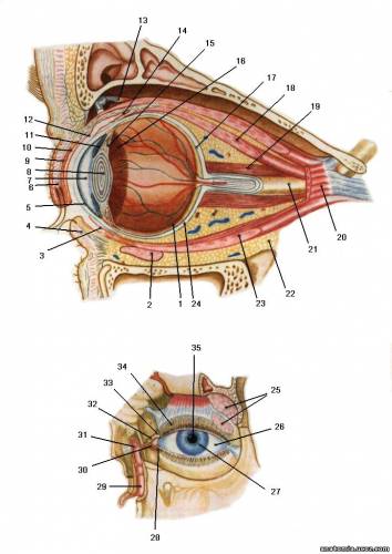 Орган зрения человека ORGANUM VISUS