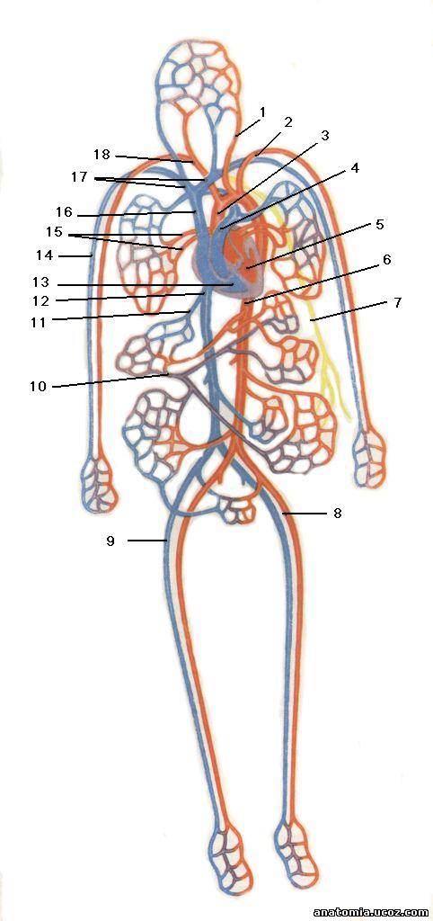 Артерии большого круга кровообращения схема